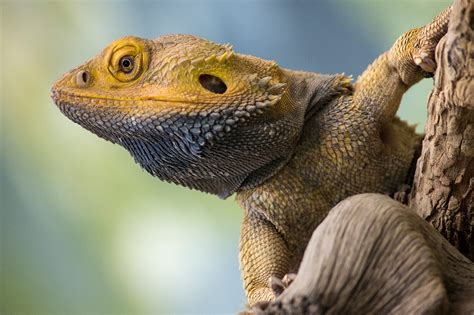  Lézard ! Un Reptile Caché qui Shine dans la Diversité du Monde Animal