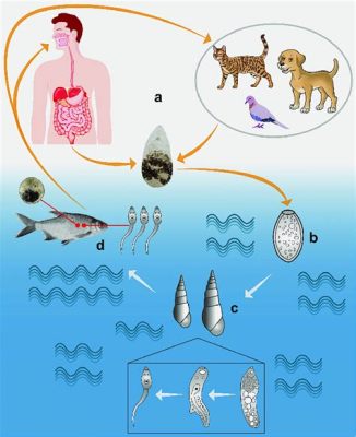  Metagonimus! Un petit ver qui adore la joie de vivre (et les poissons)