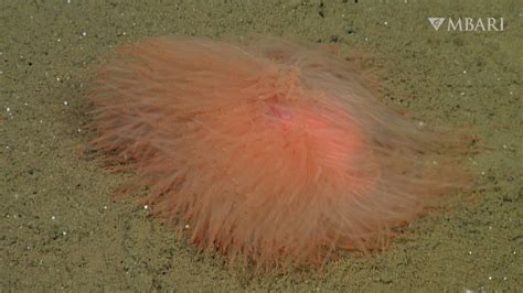  Zeuxidae: Des Créatures Fascinantes qui Navigent sur un Tapis de Tentacules!