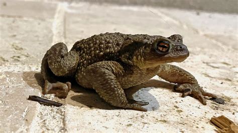  Crapaud: Ce petit amphibien au teint verdâtre se faufile dans les sous-bois humides et aime chanter la nuit!