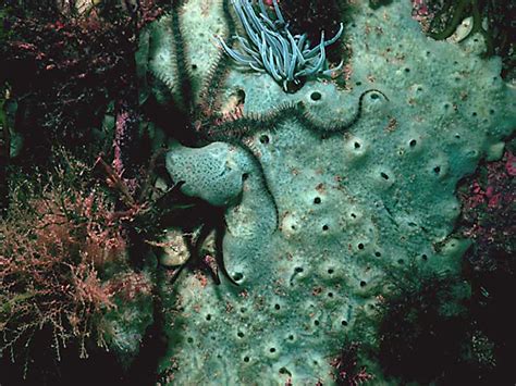  Halichondria! Un Géant Solitaire des Fonds Marins aux Structures Fascinantes et Poreuses