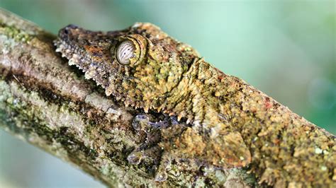  Ischiopeltis: Un Maître de la Dissimulation aux Yeux Brillants !