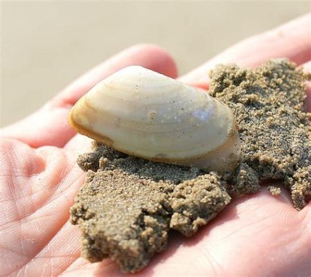  La Telline : Un Mollusque Qui Se Cache Sous La Sable, Dévoilant Une Vie Secrète Et Fascinante!