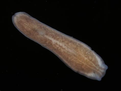  Procerodes: Can This Flatworm Mastermind Actually Predict the Weather?