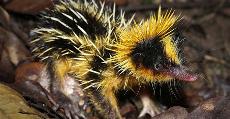  Tenrec ! Un Mammifère Solitaire aux Defenses Inattendues