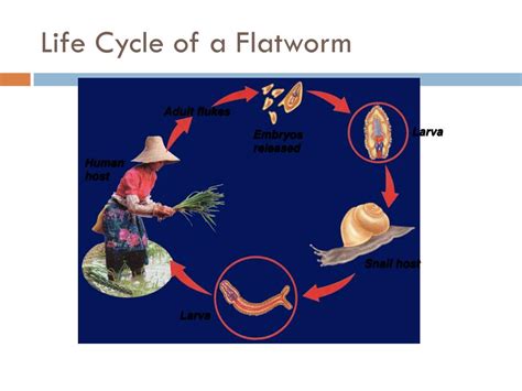  Unistrigmatidae: Des vers plats aux cycles de vie complexes qui traversent l'eau douce et les poissons!