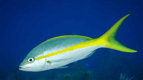  Yellowtail à la recherche de aventures sous-marines: Des poissons aux couleurs vives et un comportement fascinant!