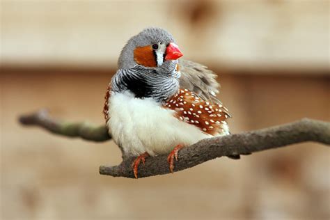   Zebra Finch : Un petit oiseau plein de vie aux chansons mélodieuses!